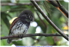 Glaucidium castanotum