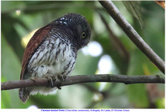 Glaucidium castanotum