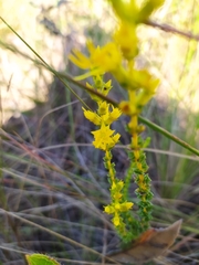 Cambessedesia espora
