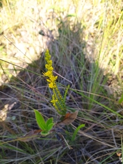 Cambessedesia espora