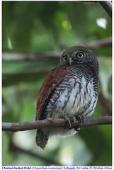Glaucidium castanotum