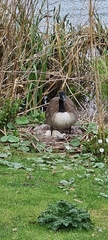 Branta canadensis
