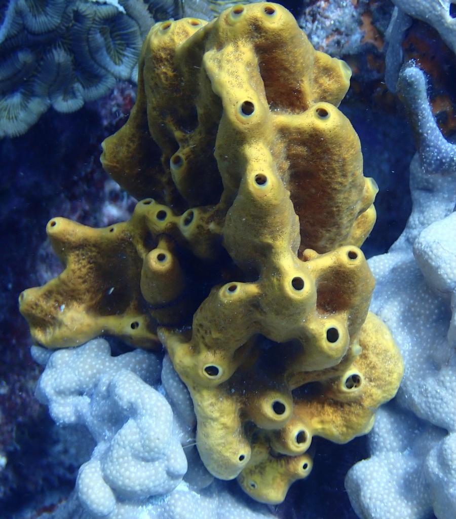 Brown Encrusting Octopus Sponge