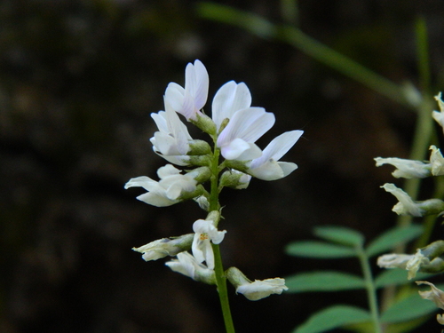 Payson's Milkvetch (Astragalus paysonii)