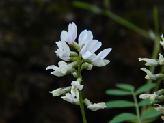 Astragalus paysonii