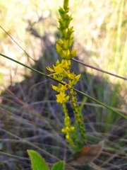 Cambessedesia espora