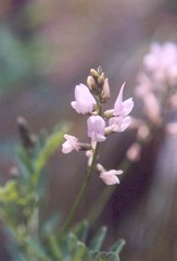 Astragalus paysonii