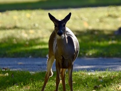 Odocoileus virginianus