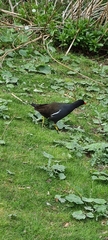 Gallinula chloropus