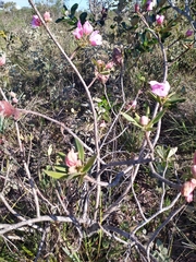 Kielmeyera rubriflora