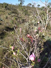 Kielmeyera rubriflora