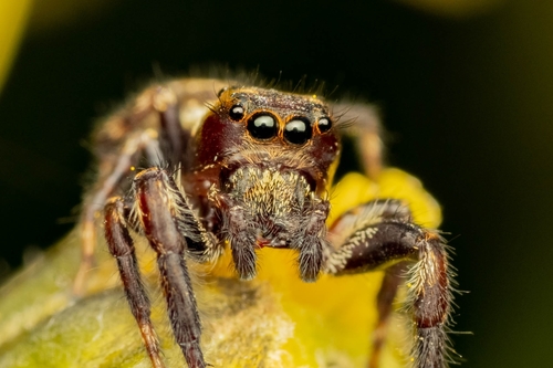 Mile End Jumping Spider