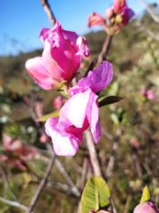 Kielmeyera rubriflora