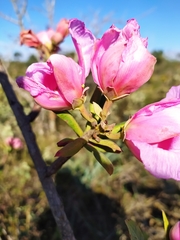 Kielmeyera rubriflora