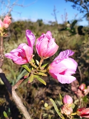 Kielmeyera rubriflora