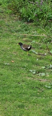Gallinula chloropus