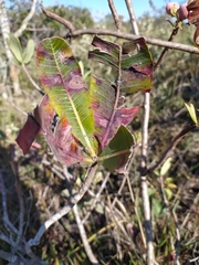 Kielmeyera rubriflora