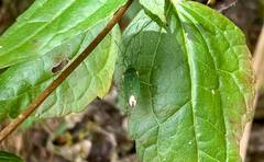 Urolabida