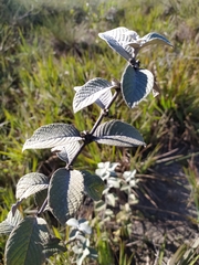 Sabicea brasiliensis