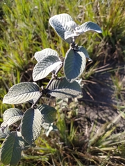 Sabicea brasiliensis