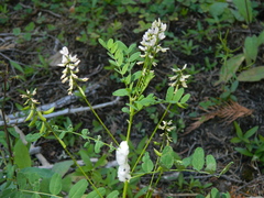 Astragalus paysonii