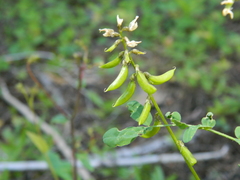 Astragalus paysonii