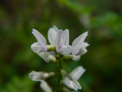 Astragalus paysonii
