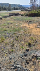 Delphinium uliginosum