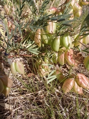 Astragalus allochrous