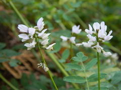 Astragalus paysonii