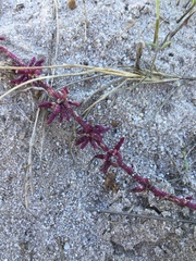 Mesembryanthemum canaliculatum