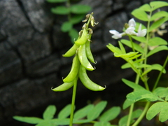 Astragalus paysonii