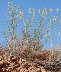 Astragalus lonchocarpus