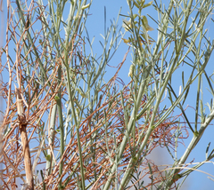 Astragalus lonchocarpus