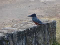 Megaceryle maxima maxima