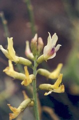 Astragalus sclerocarpus