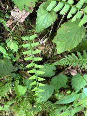 Osmolindsaea odorata