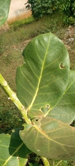 Calotropis procera image