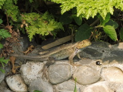 Sceloporus horridus