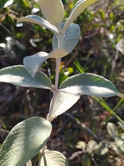 Sabicea brasiliensis