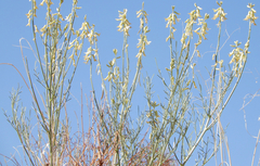 Astragalus lonchocarpus