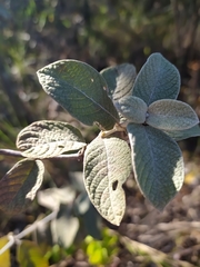 Sabicea brasiliensis