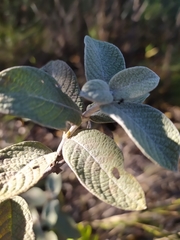 Sabicea brasiliensis