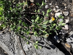 Heterotheca mucronata