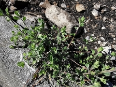 Heterotheca mucronata