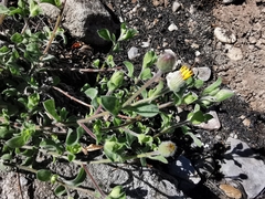 Heterotheca mucronata