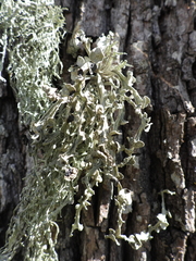 Ramalina fraxinea