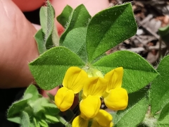 Lotus ornithopodioides