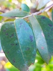 Blepharocalyx salicifolius