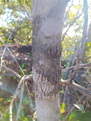 Blepharocalyx salicifolius